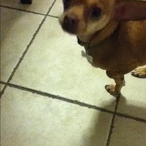 Chihuahua