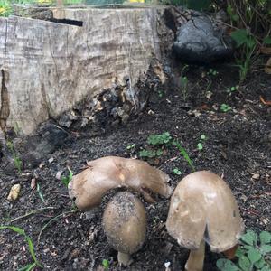 Unknown Species