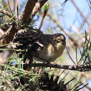 Willow Warbler