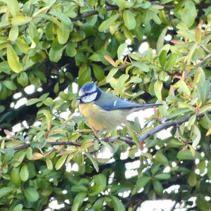 Blue Tit