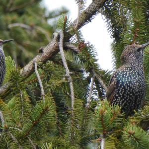 Common Starling