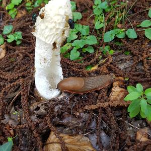 Gemeine Stinkmorchel