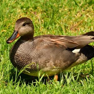 Gadwall