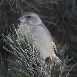 European Greenfinch