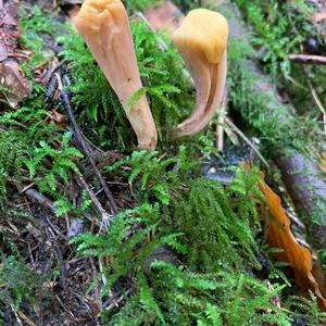Unknown Species