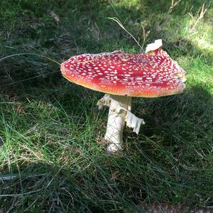Fly Agaric