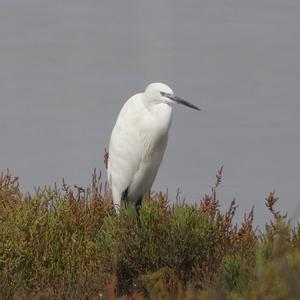 Little Egret