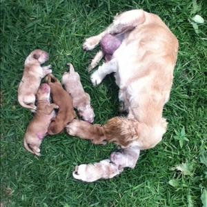 Spaniel (English Cocker)