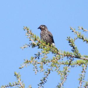 Spotted Nutcracker