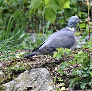Common Wood-pigeon