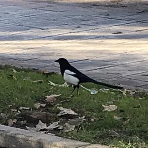 Black-billed Magpie