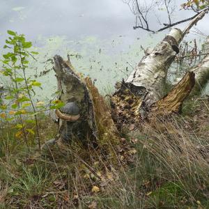 Zunderschwamm