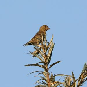 European Greenfinch
