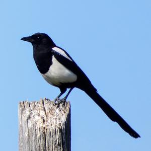 Black-billed Magpie