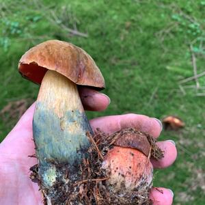 Dotted-stem Bolete