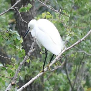 Little Egret