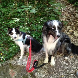 Border Collie