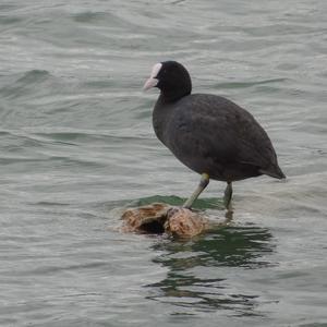 Bläßhuhn