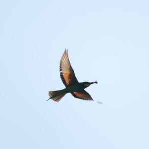European Bee-eater