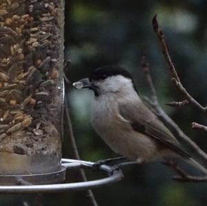 Willow Tit