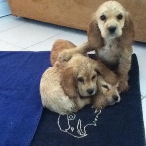 Spaniel (English Cocker)