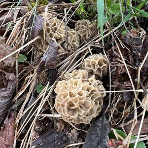 Yellow Morel
