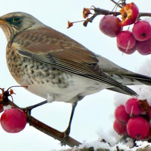 Fieldfare