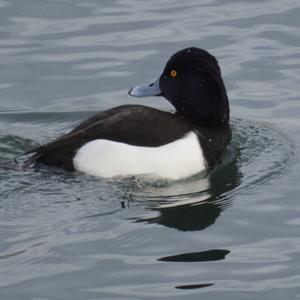 Tufted Duck