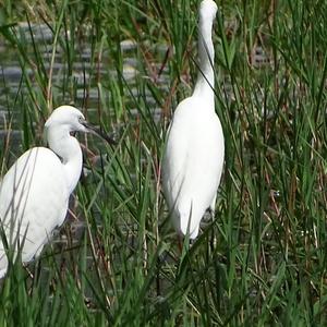 Little Egret