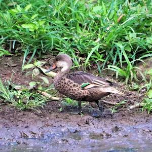 White-cheeked Pintail
