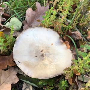 Unknown Species