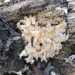 Bear`s Head Tooth