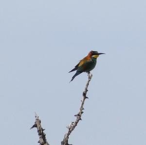 European Bee-eater