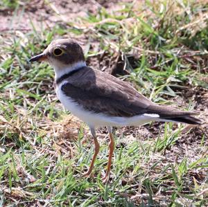 Little Ringed Plover