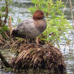 Common Pochard