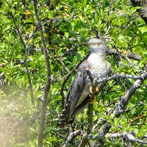 Common Cuckoo