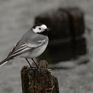 White Wagtail