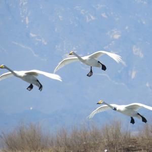 Whooper Swan