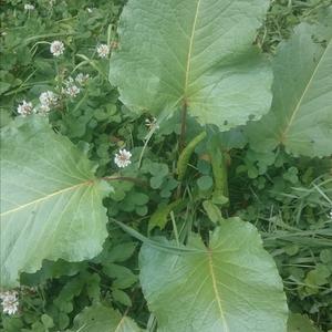 Alpine dock, monk's rhubarb