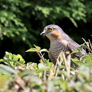 Eurasian Sparrowhawk