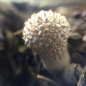 Flaschen-Stäubling