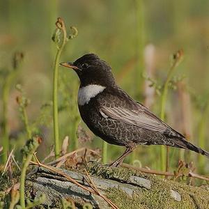 Ring Ouzel
