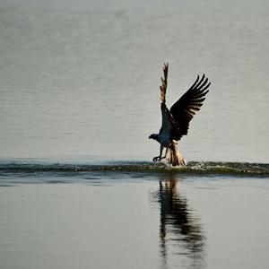 Osprey