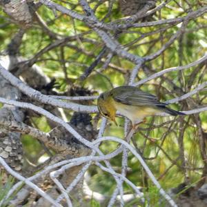 Willow Warbler