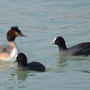Great Crested Grebe