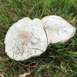 Unknown Species