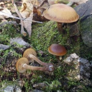 Deadly Galerina