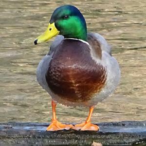 Mallard