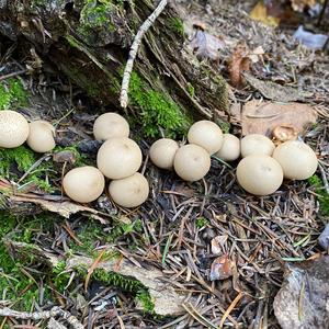 Unknown Species