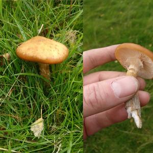 Unknown Species